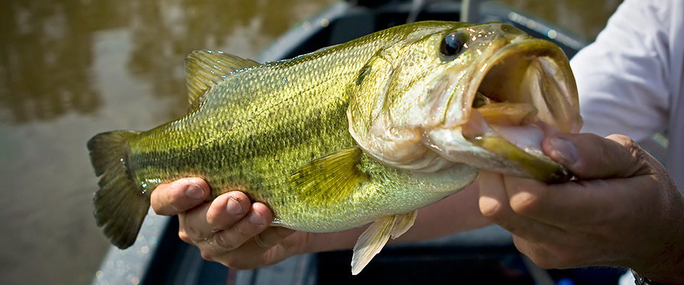fishing-2.jpg